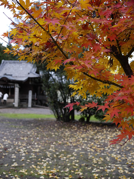 古民家隣接の神社の紅葉
